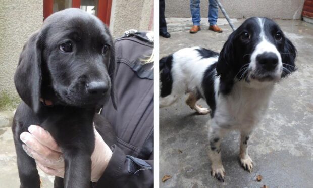 The dogs recovered by the SSPCA. Image: SSPCA