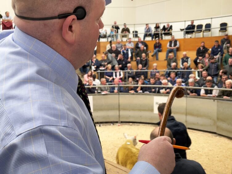 Auctioneer Archie Hamilton selling the top price lamb.