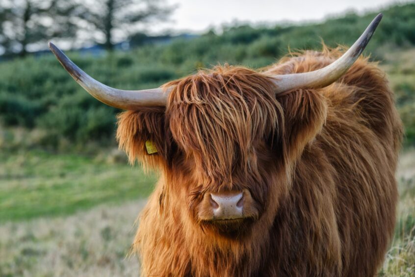 Highland cow