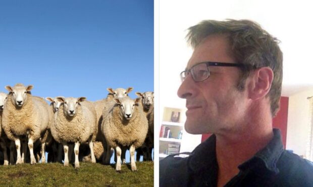 John Craig and a photo of sheep