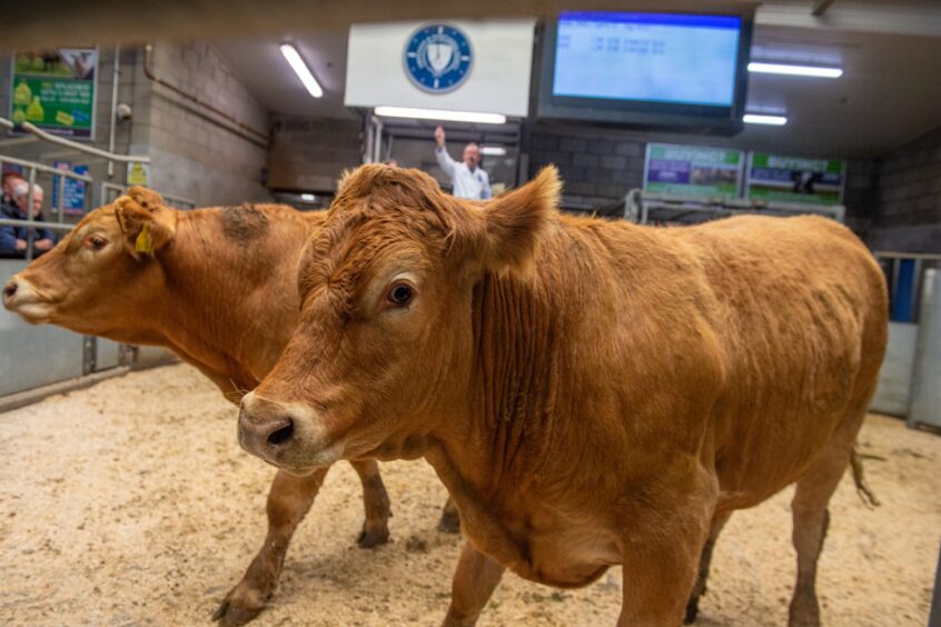 Sale ring cattle at Thainstone