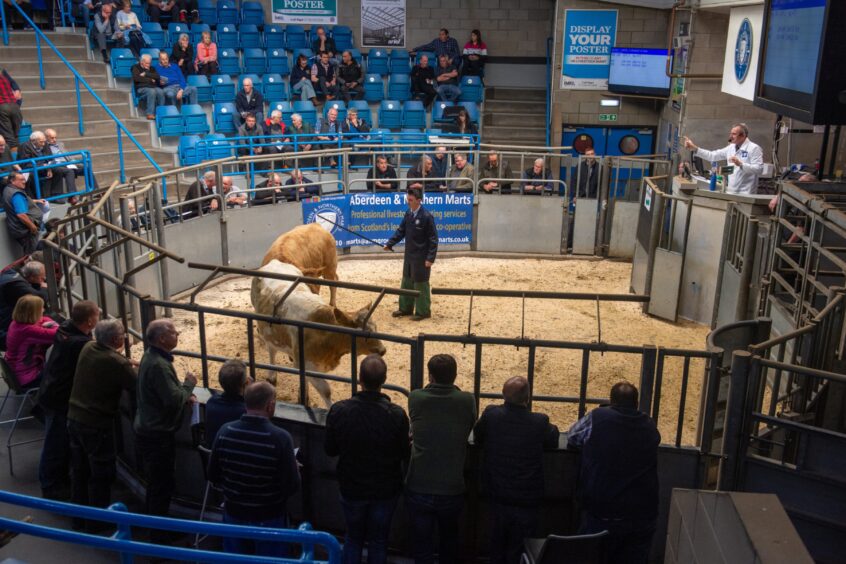 Top quality cattle were up for sale at Thainstone. 