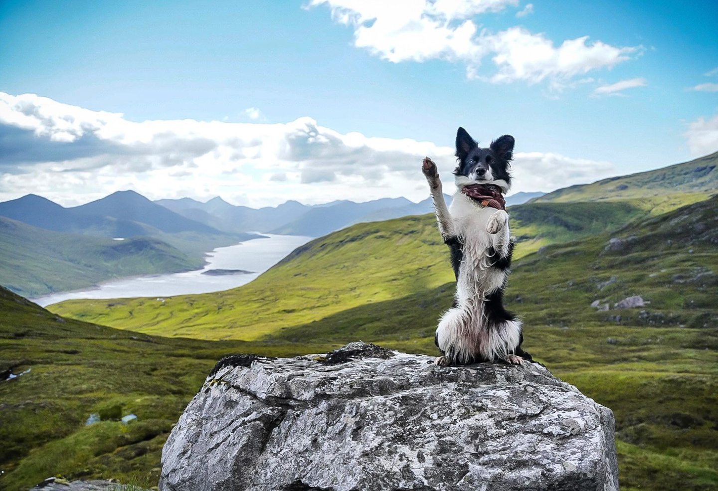 Luna the scottish collie with a highland countryside view behind her