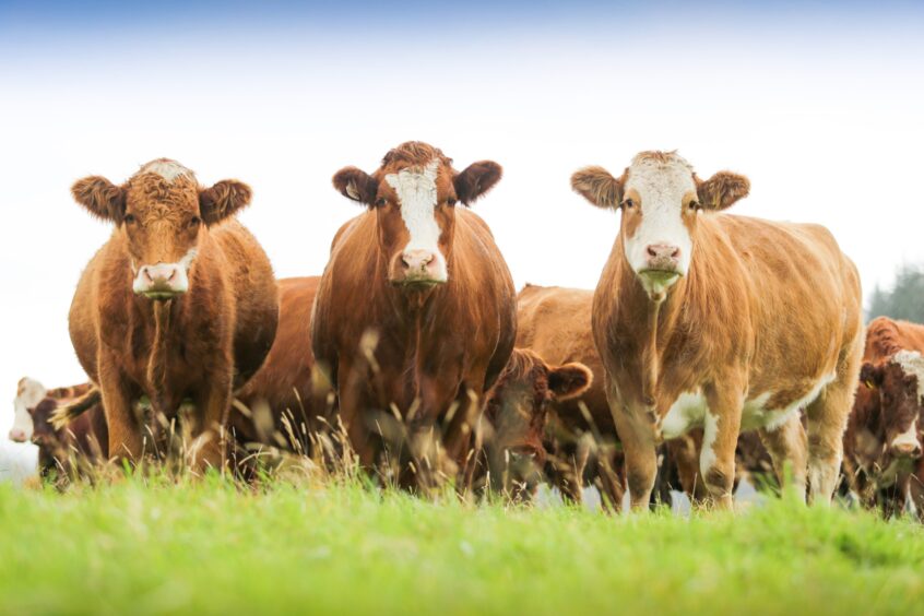 Suckler cows at Dalswinton Estate, near Dumfries.