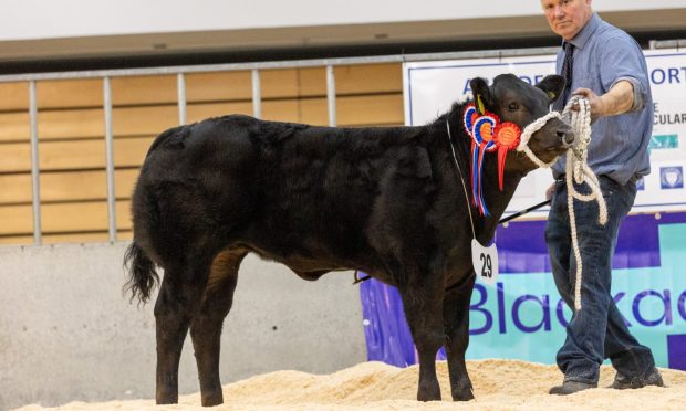 The top price of £9,000 was paid for this young heifer from Orkney.