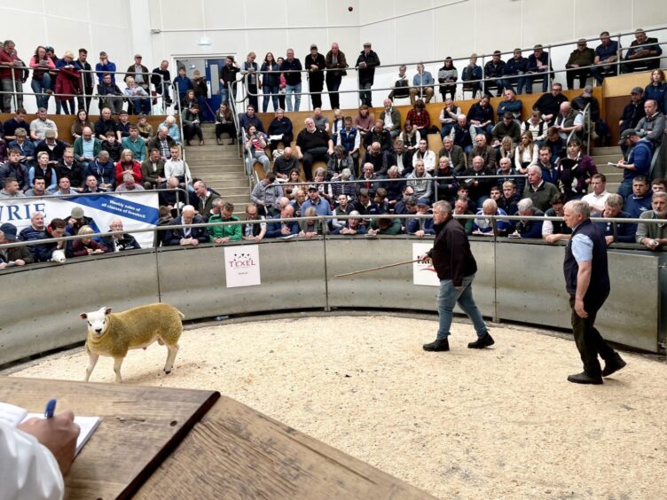 Robbie Wilson, of Turriff, selling his 12,000gns lamb.