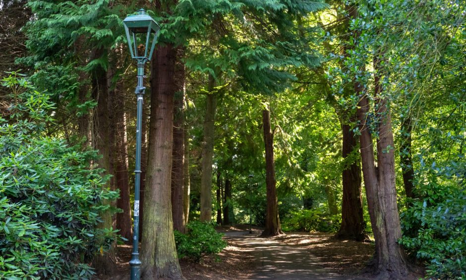 The trees on the islands