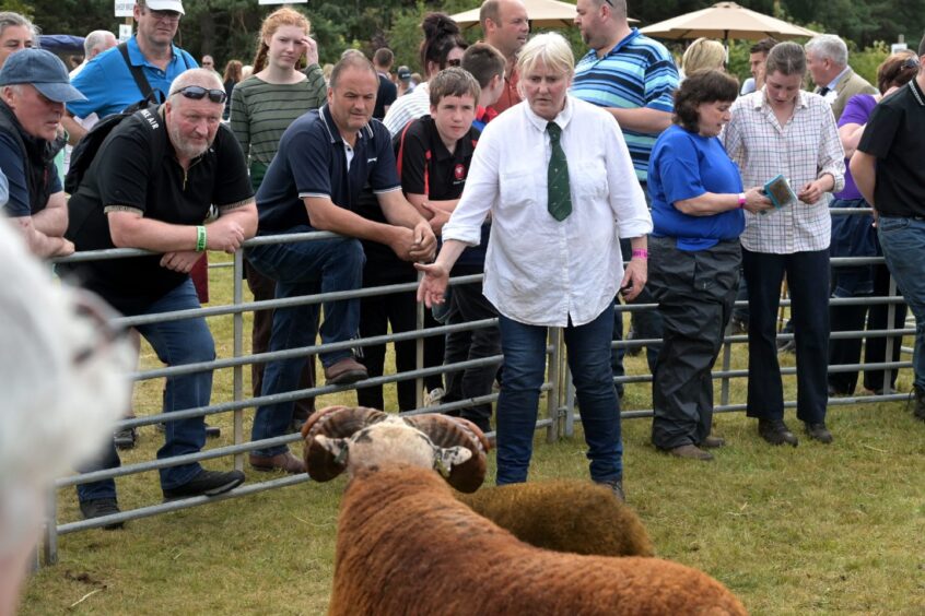 Sheep pen action at the Black Isle Show.