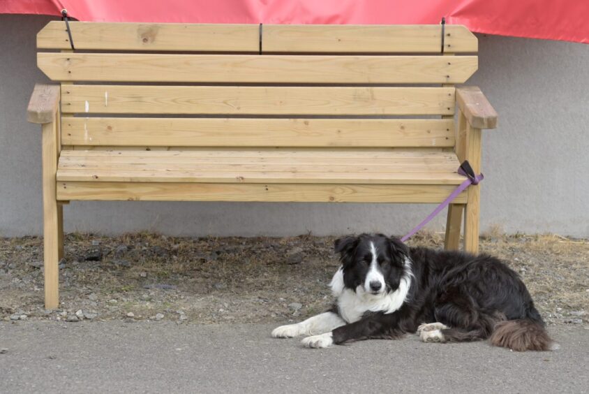 Black Isle Show