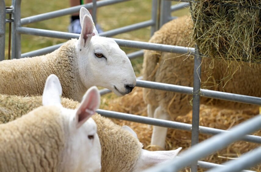 Black Isle Show