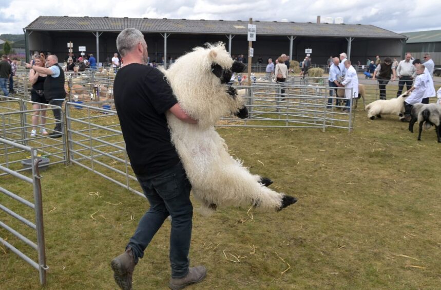 "Ewe" have to be in right place at the right time to win in the sheep classes. 