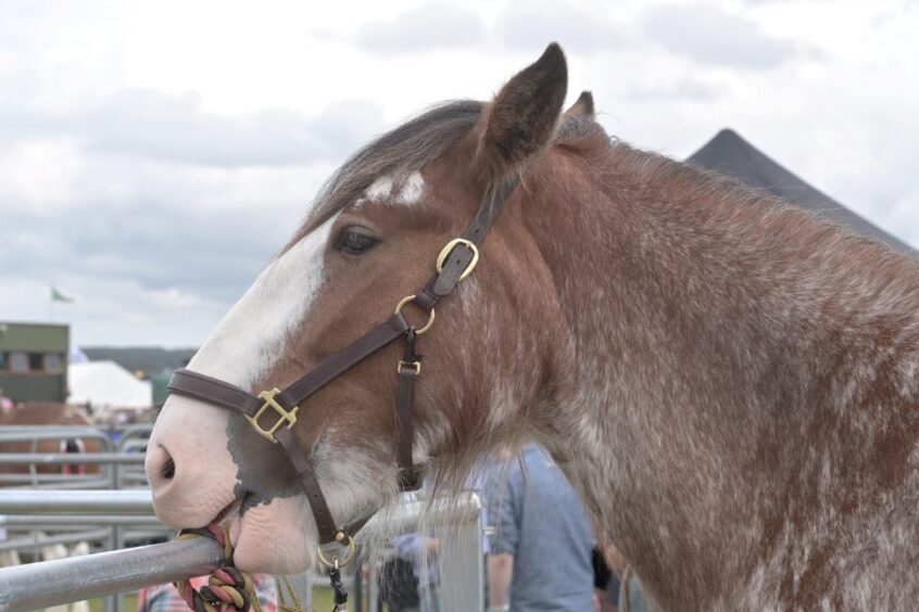 Black Isle Show