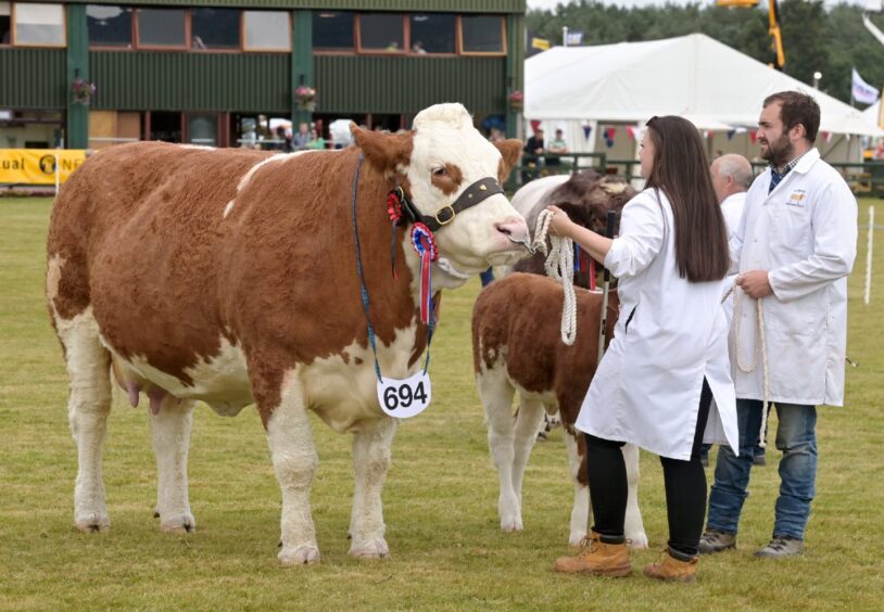 Overall cattle champion at the Black Isle Show