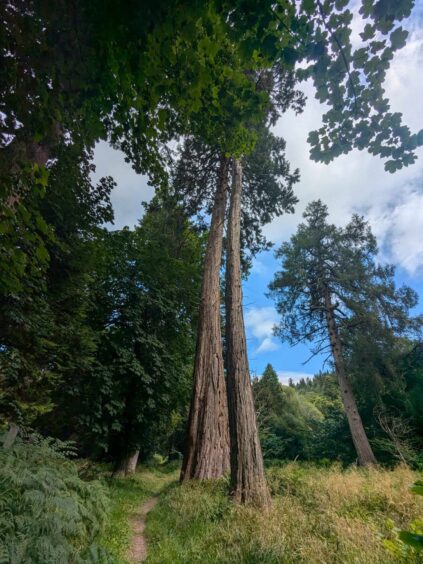 Huge redwoods in Paradise Wood. Image: Gayle Ritchie.