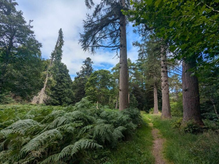 Magical Paradise Wood near Monymusk. Image: Gayle Ritchie. 