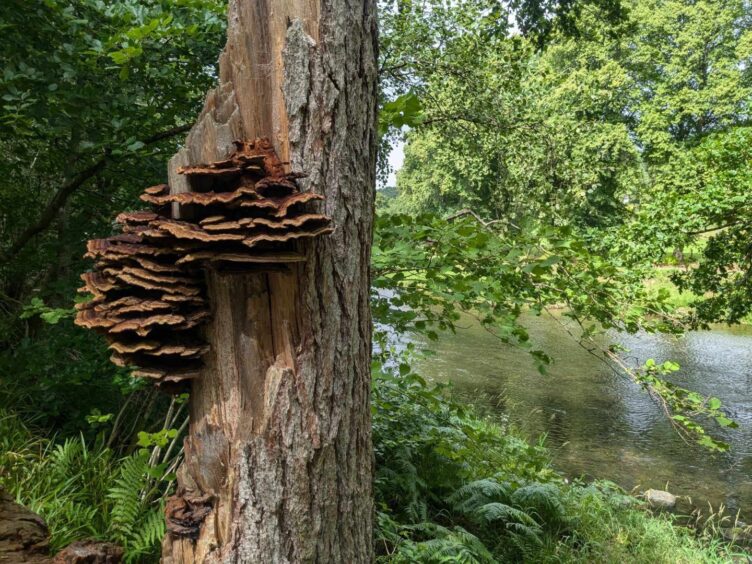 Fungi is a feature of Paradise Wood. Image: Gayle Ritchie. 