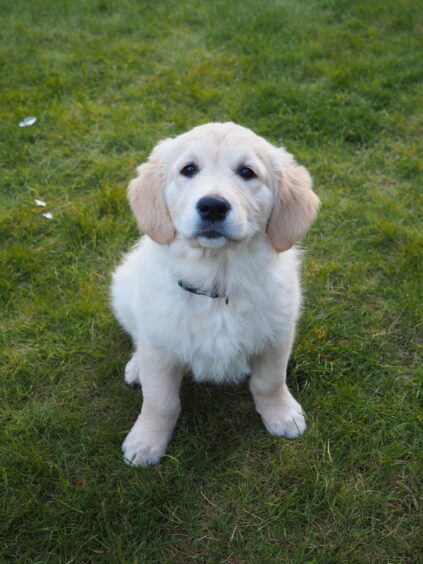 Turner as a puppy