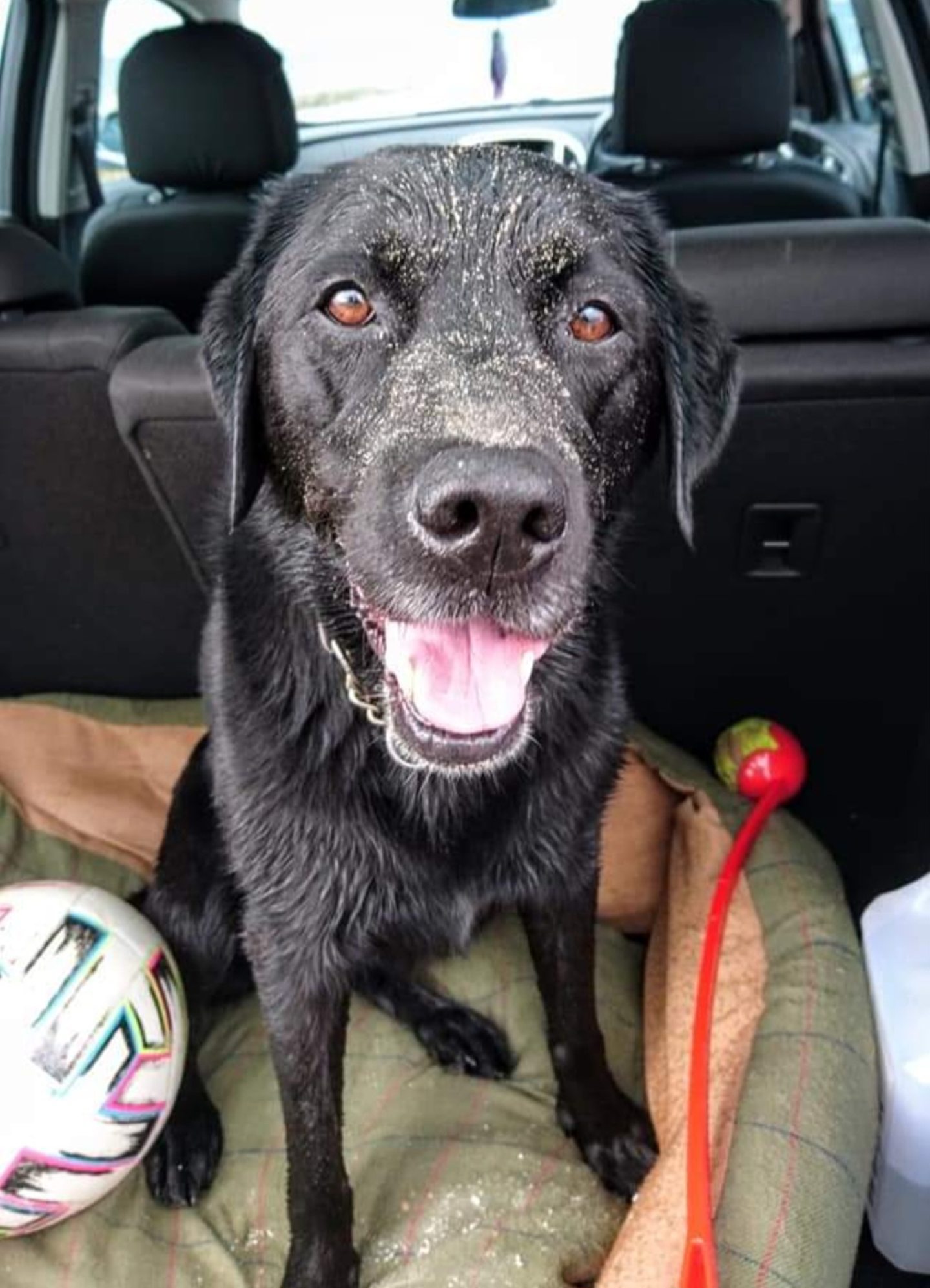 Sadie the black lab 