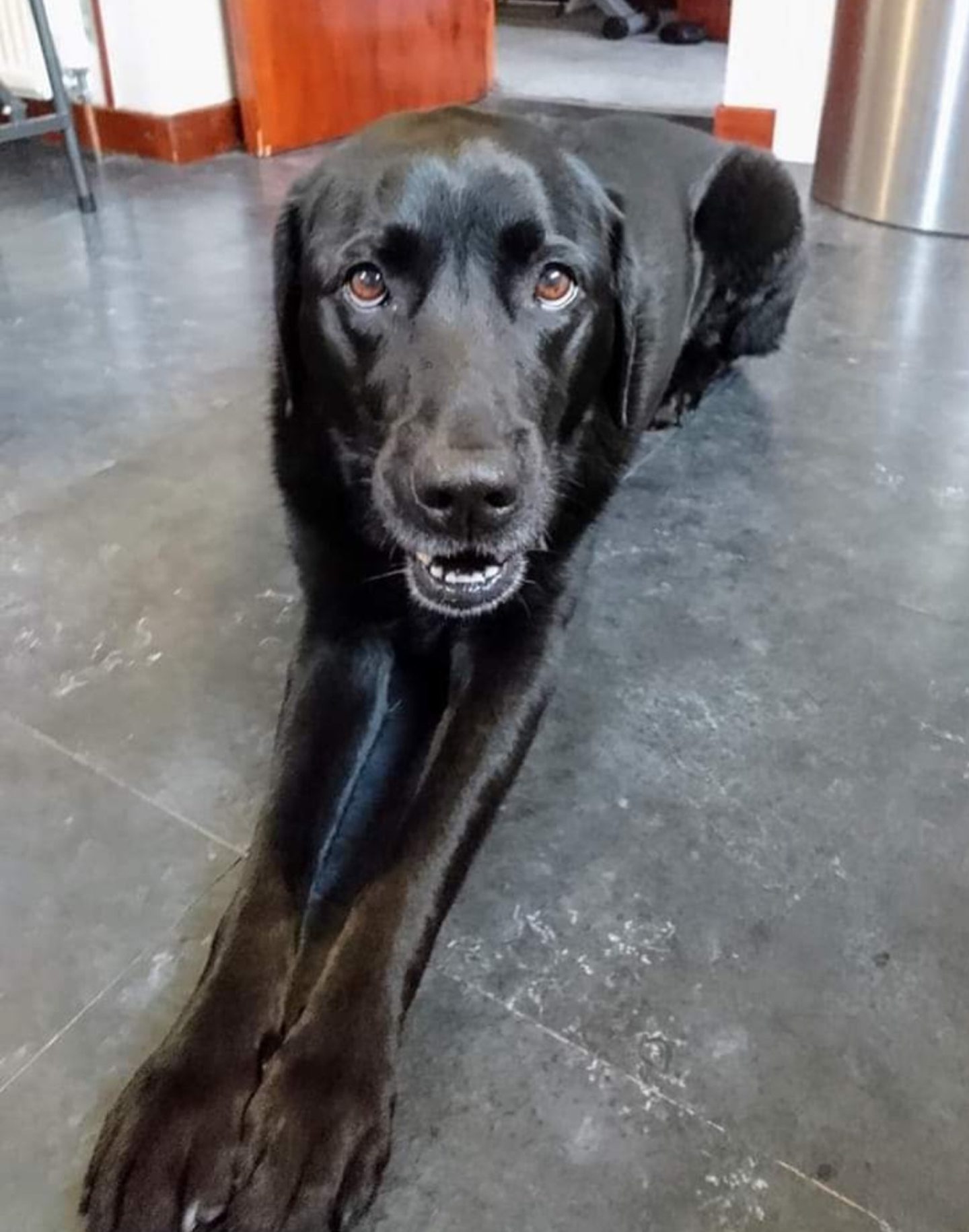 Sadie lying on the floor. 