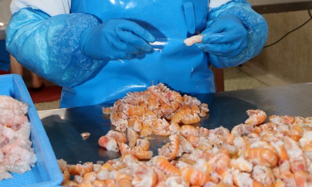 Many seafood firms are struggling to fill vacancies after Brexit and Covid left them bereft of workers: