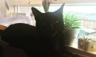 Black cat Alfie sitting on a window ledge.