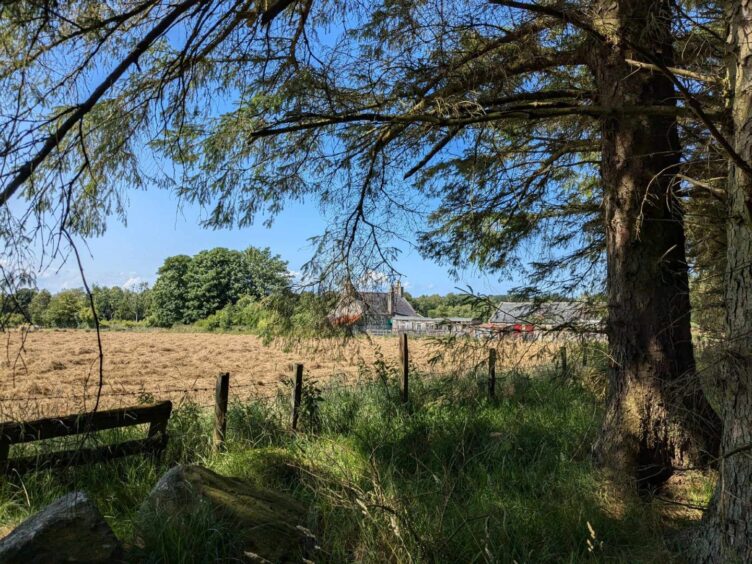 The rebuilt farm of Hareshowe through the trees. Image: Gayle Ritchie.