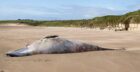 The carcass was found on Cruden Bay beach. Image: Mike Shepherd