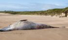 The carcass was found on Cruden Bay beach. Image: Mike Shepherd