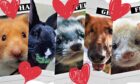 These five furry friends are in need of a place to call home.