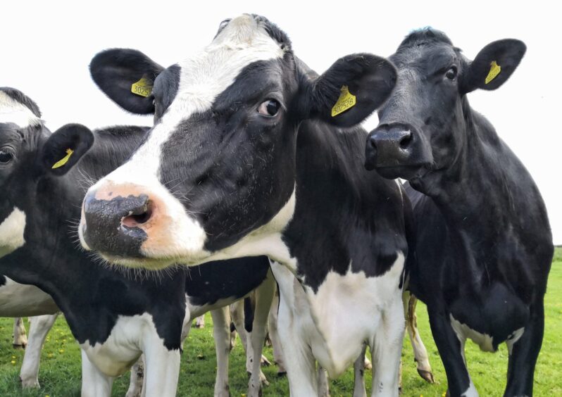 Holstein Friesian cows staring into camera