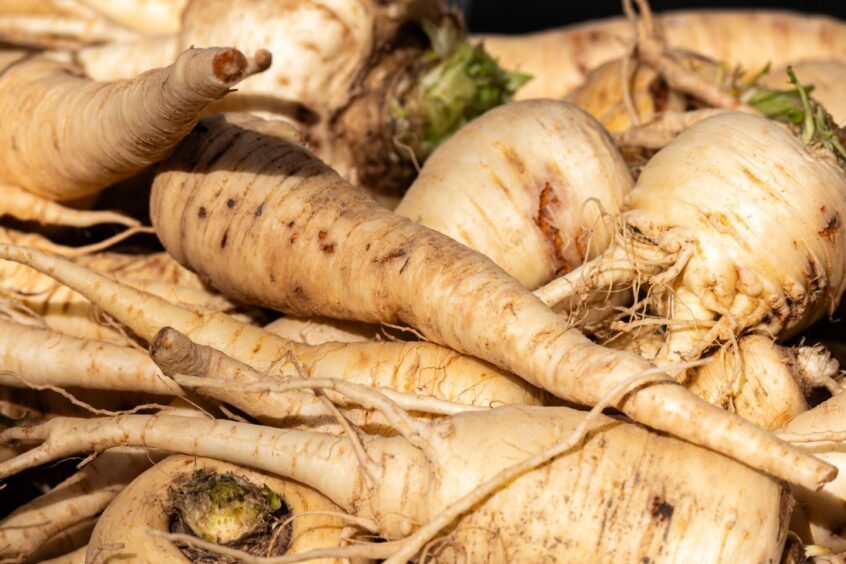 Fresh parsnips straight from the field: