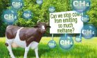 Concept with plastic cow model and emission of CH4 methane in the air;