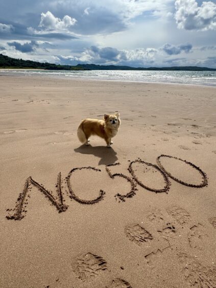 Teddy the dog influencer on the beach during Laura and Craig Phillips' NC500 tour.