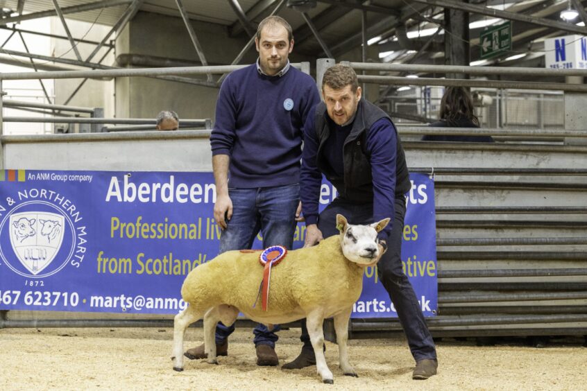 Last year's Beltex champion, from Alan Miller, with judge and buyer Ryan Shand. 