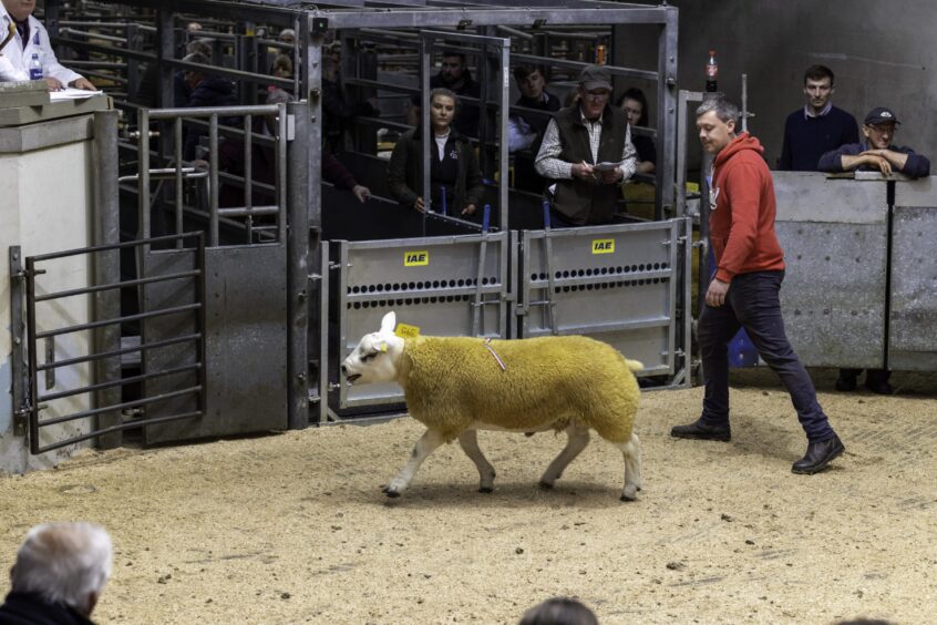 Richard Reynolds, shepherd of the Hilltop flock, selling last year's reserve champion Texel for 2,100gns