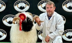 Raymond Irvine with the top price Valais Blacknose at Lanark.