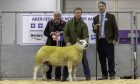 Last year's Texel champion, shown by Matthew Seed