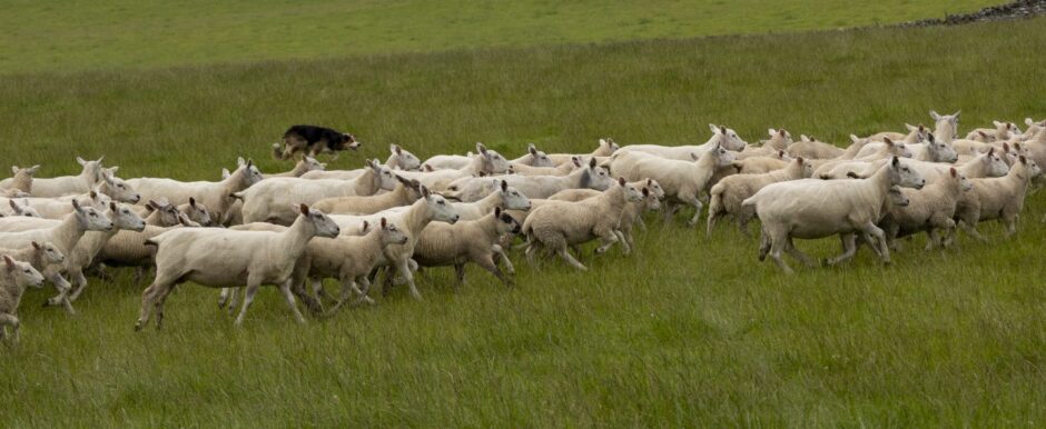 Clynelish Farm