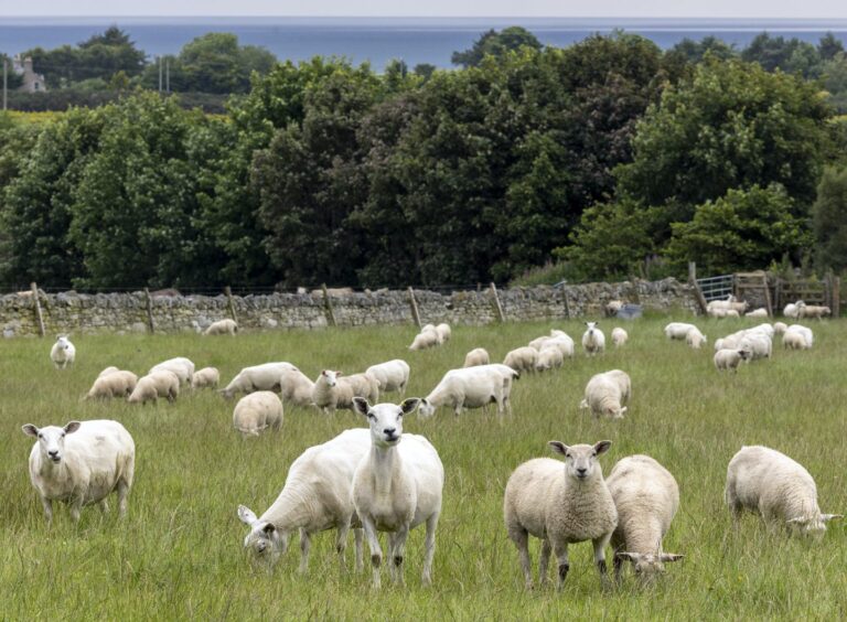 Clynelish Farm