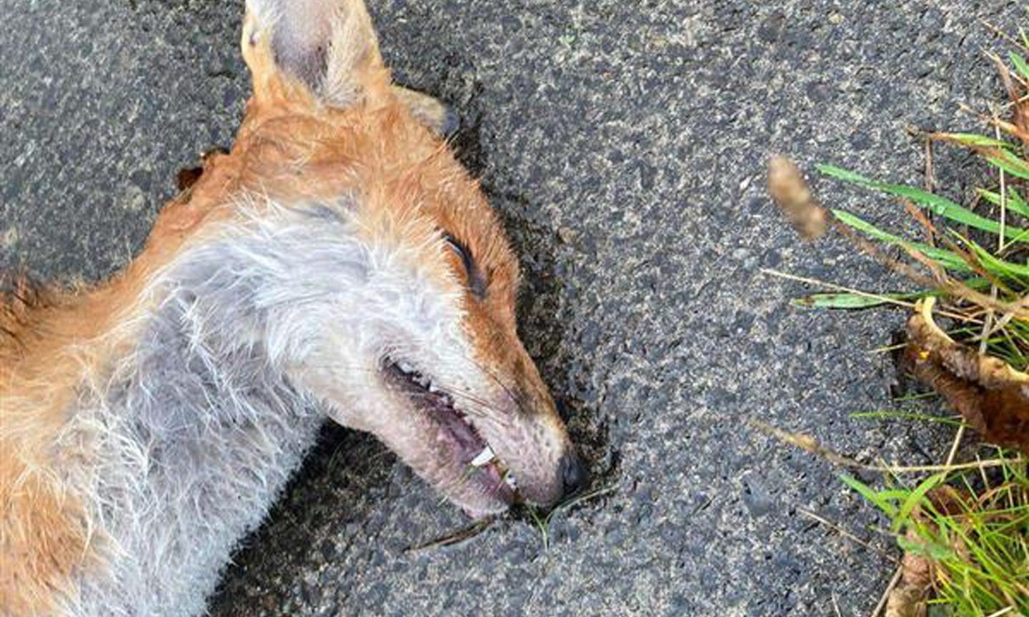 Dead fox in Orkney.