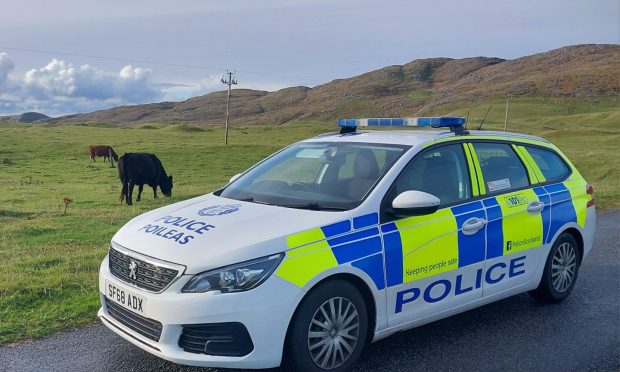 Police car and cows.