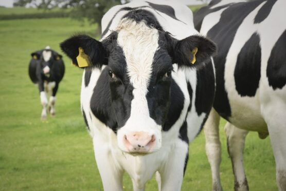 Dairy cow in pasture.