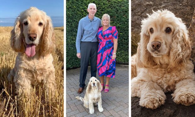 Photos of Buddy with a photo of him with his owners, Nicola and David