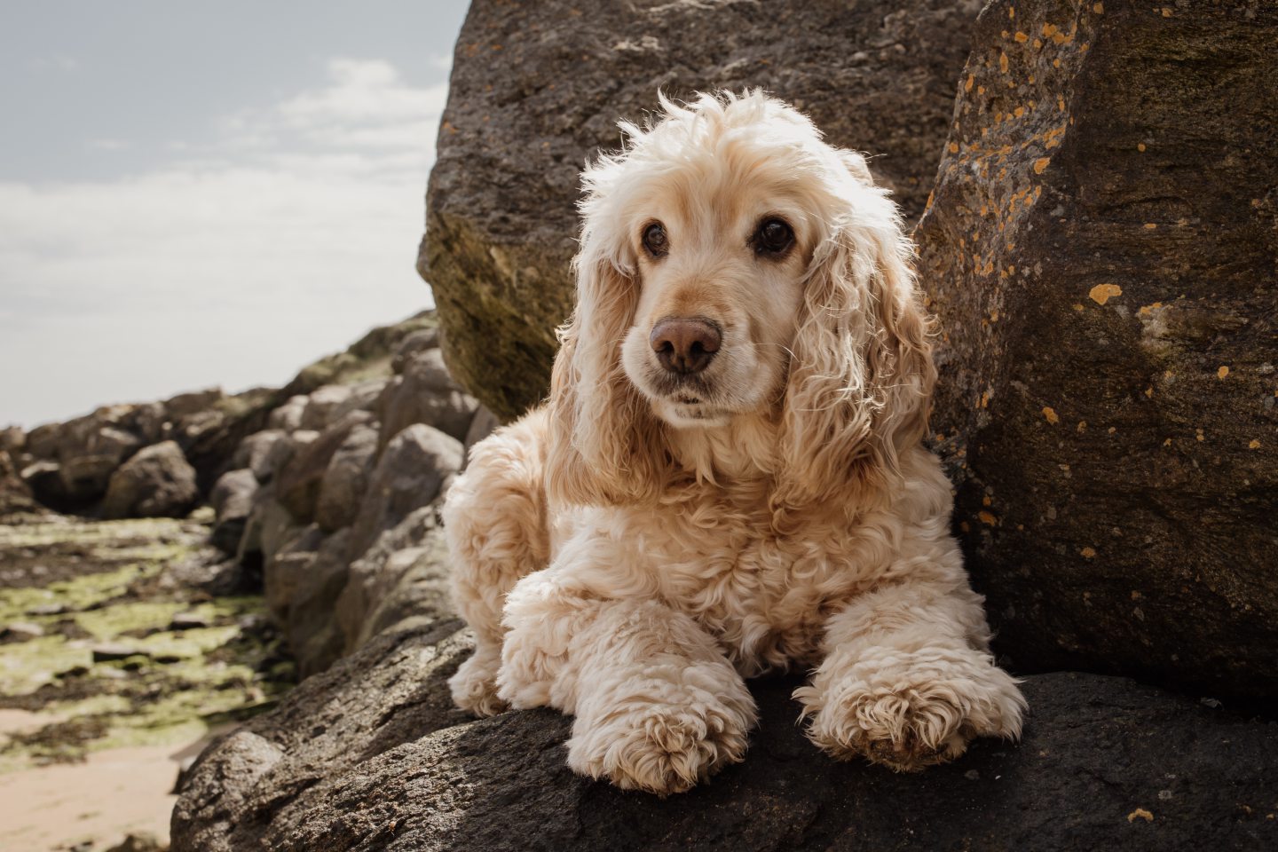 Buddy, the dog that helped his owner through a broken heart