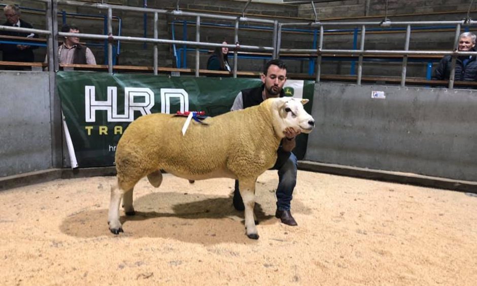 The 2023 Caithness ram show champion.