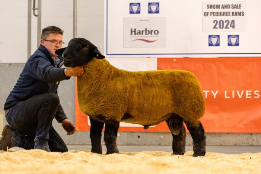 The champion Suffolk. 