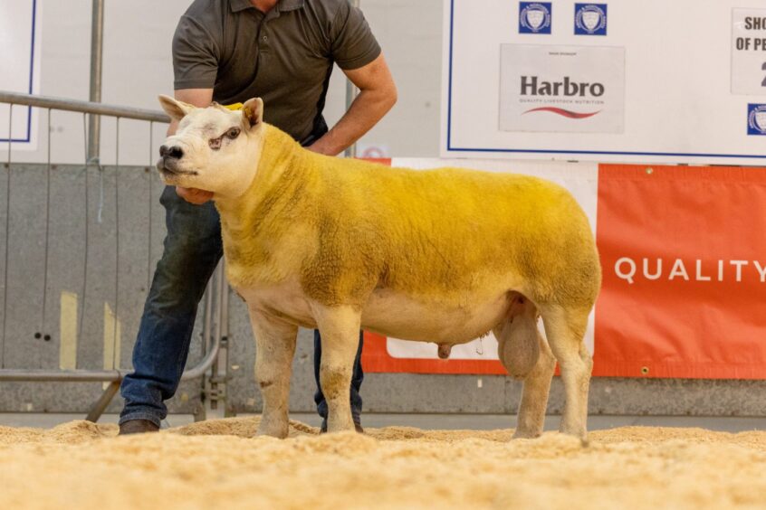 The champion Texel. 