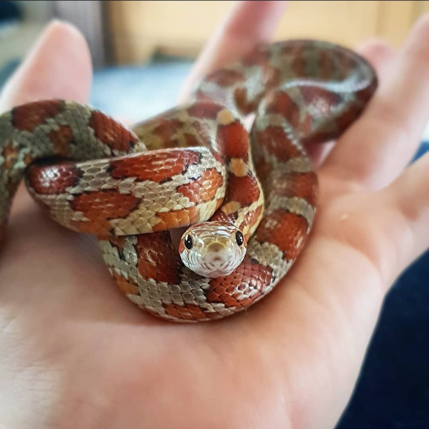 Ember coiled up on Caitlin's palm