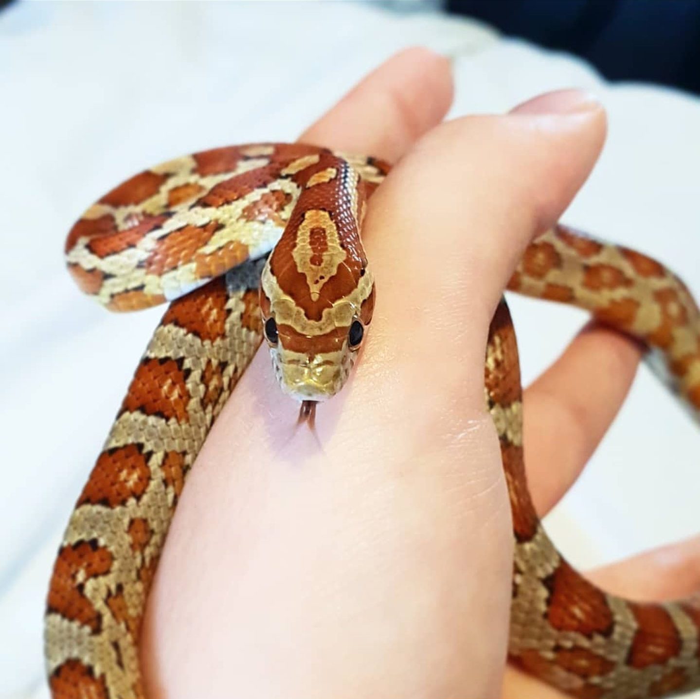 Ember the corn snake coiled around Caitlin's fingers in her Aberdeen home