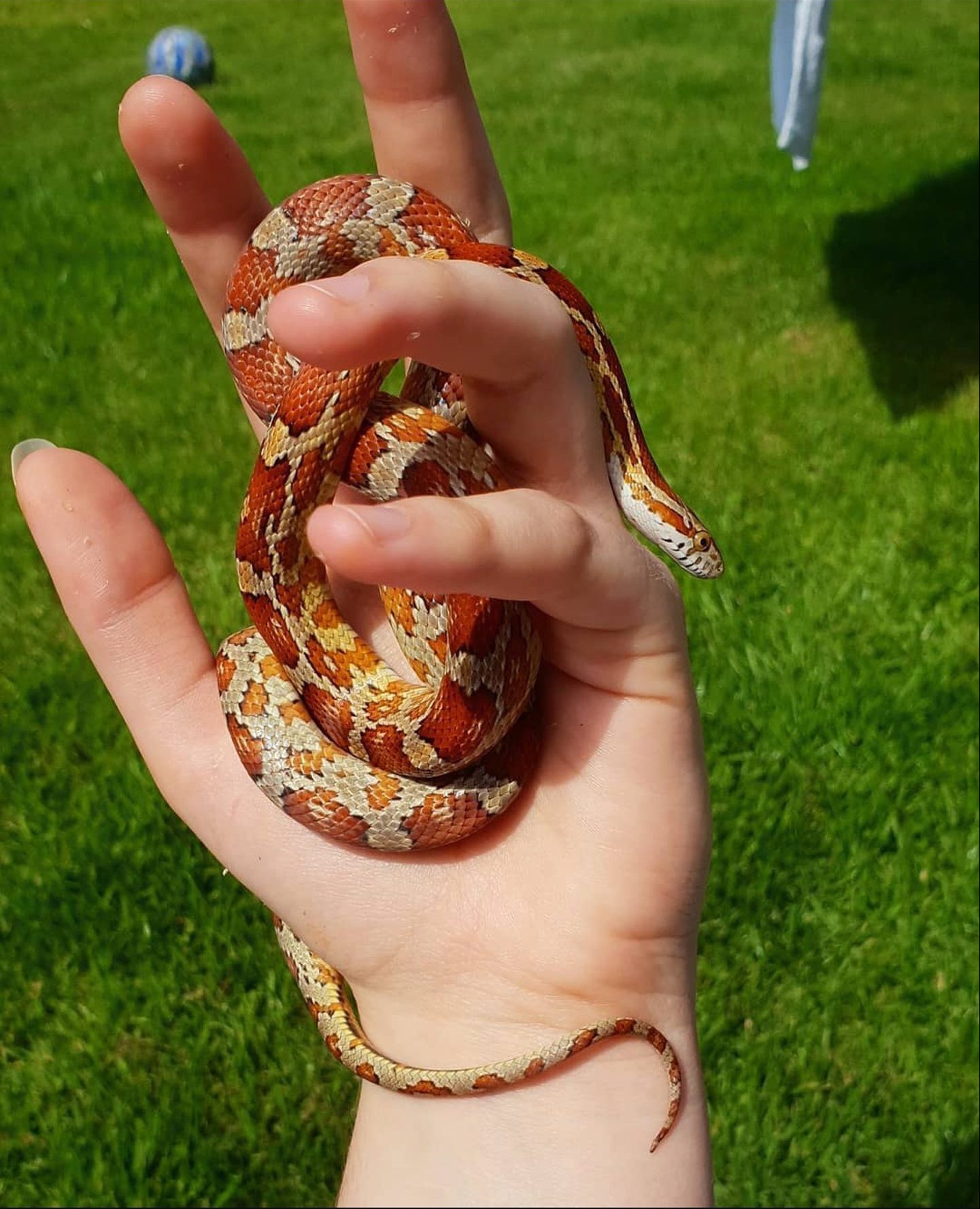 Corn snake Ember coiled around Caitlin's fingers outside in Aberdeen